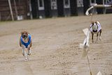 Basenji KSM Muenster 2014 (1016)